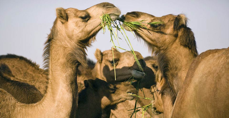 National Research Centre on Camel