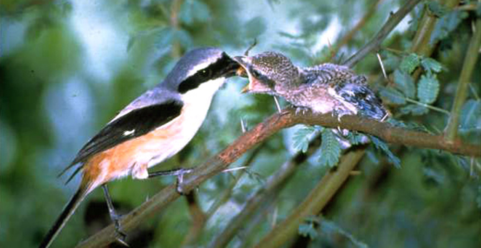 Gajner Wildlife Santuary